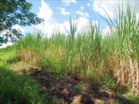 Бесконечные плантации сахарного тростника